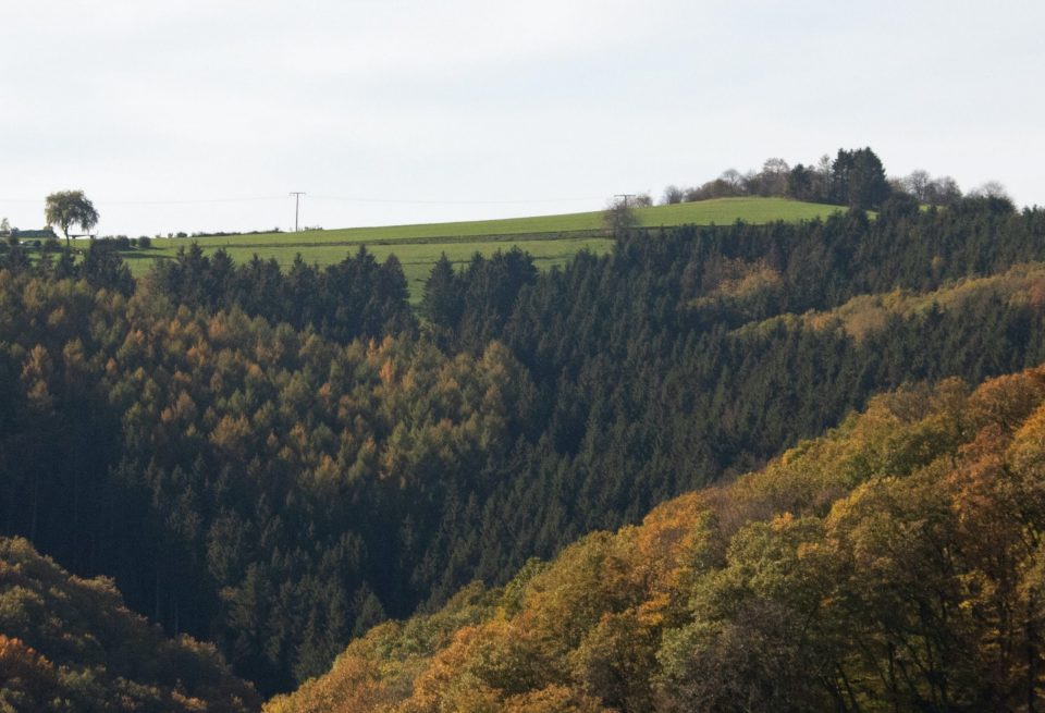 dense forest on hill with phone line