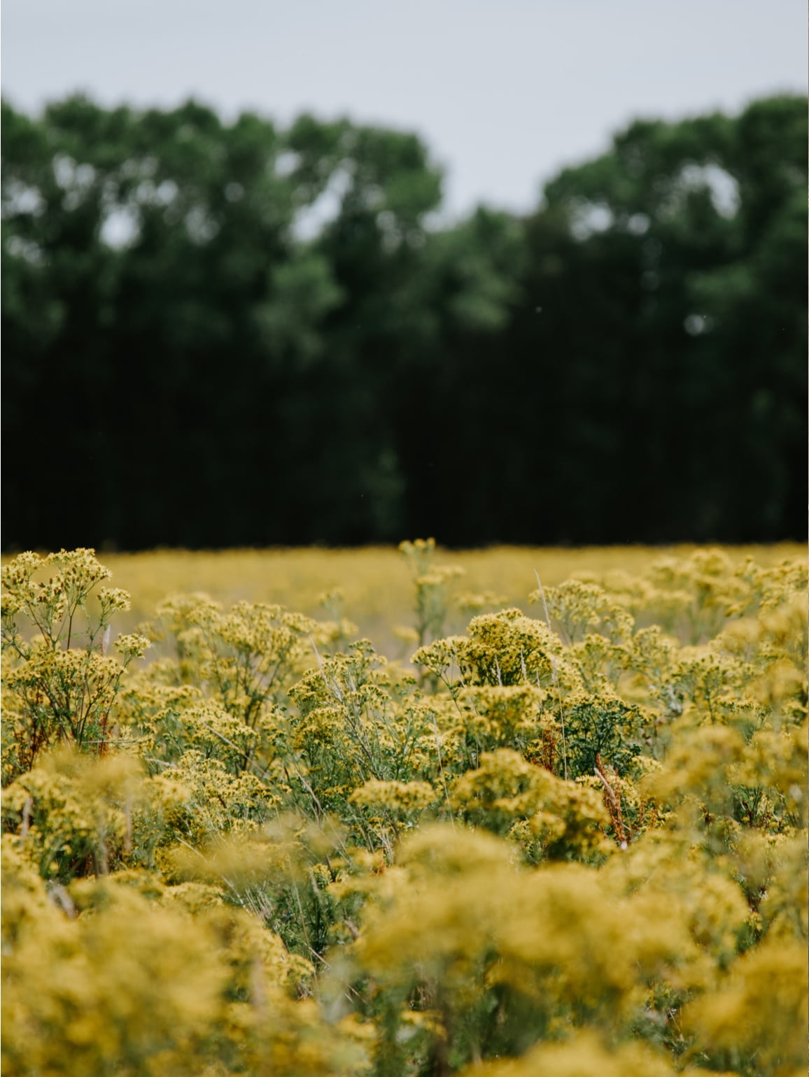 yellow flower field