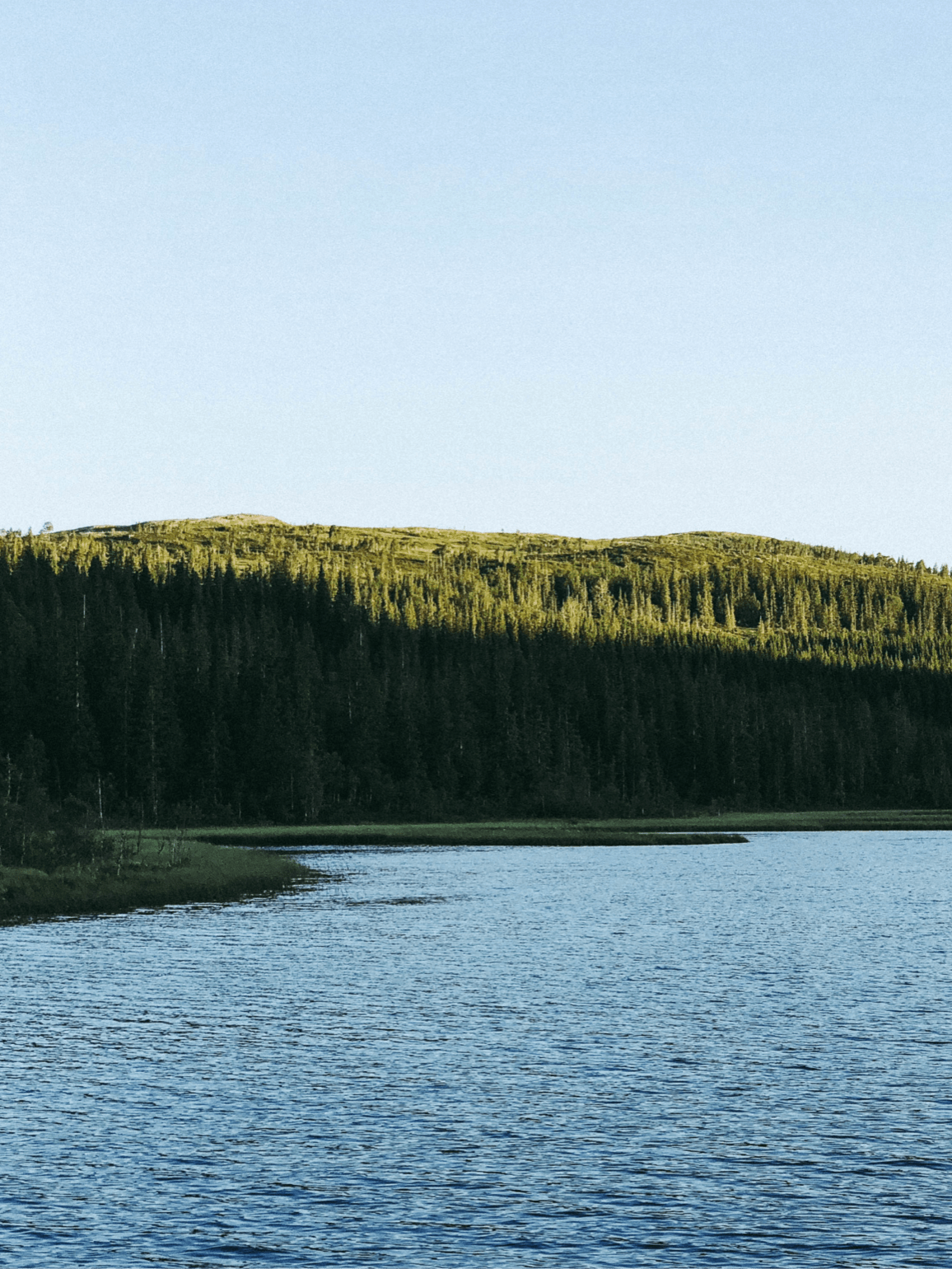 thick forest next to river